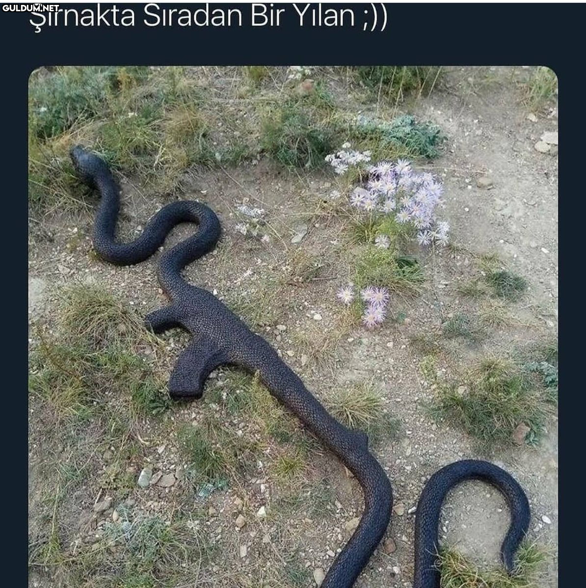 RT @mevzukurtlere1:  ...
