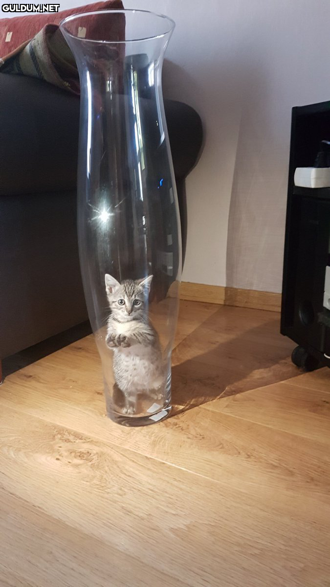 RT @surprisemot:    Kaynak