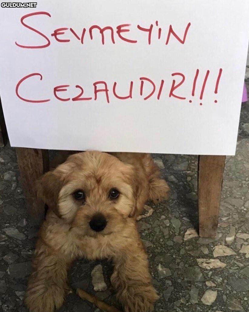 Zor bir görev SermEYiN...