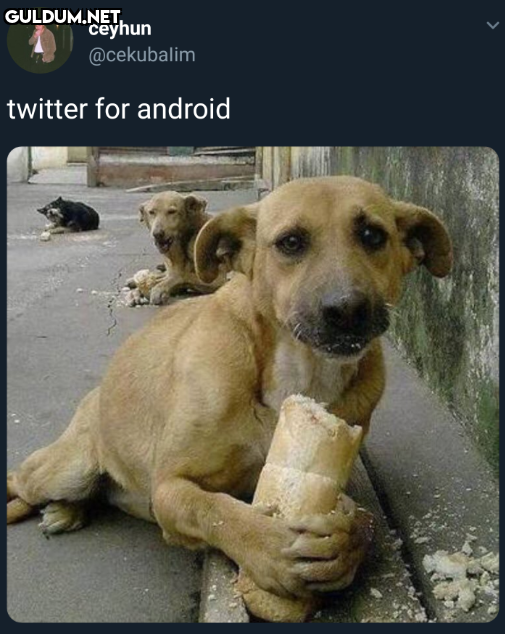 сeyhun @cekubalim twitter...