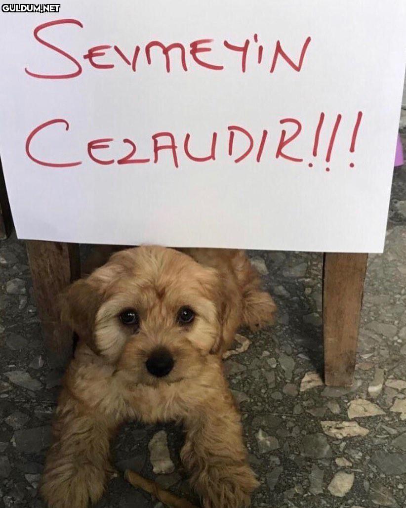 Zor bir görev  SermEYiN...