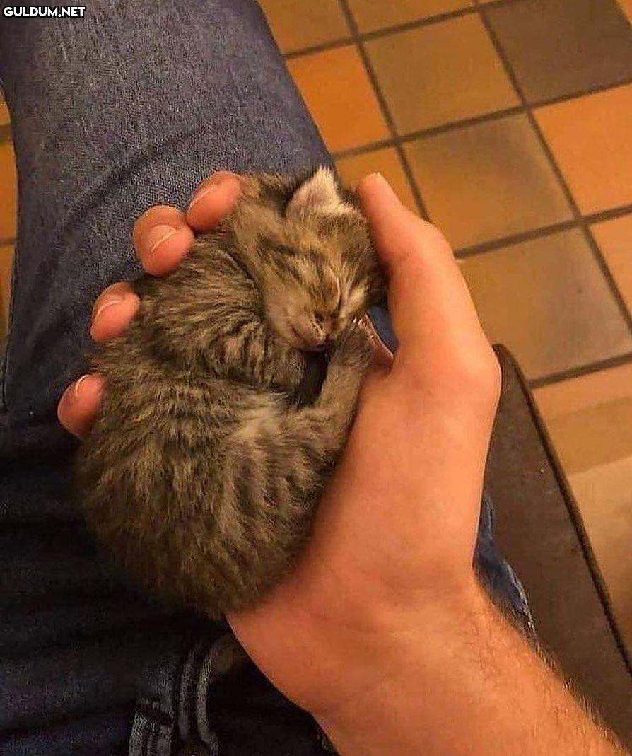 smol serisine devam edelim...