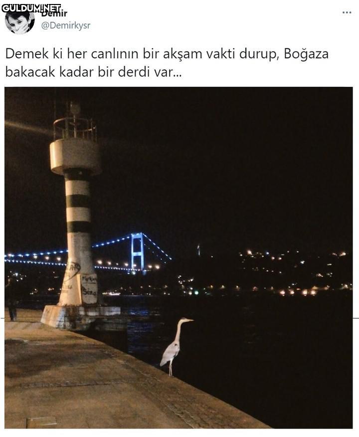 Demir ... @Demirkysr Demek...