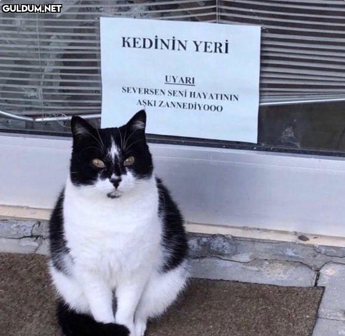 KEDİNİN YERİ UYARI...