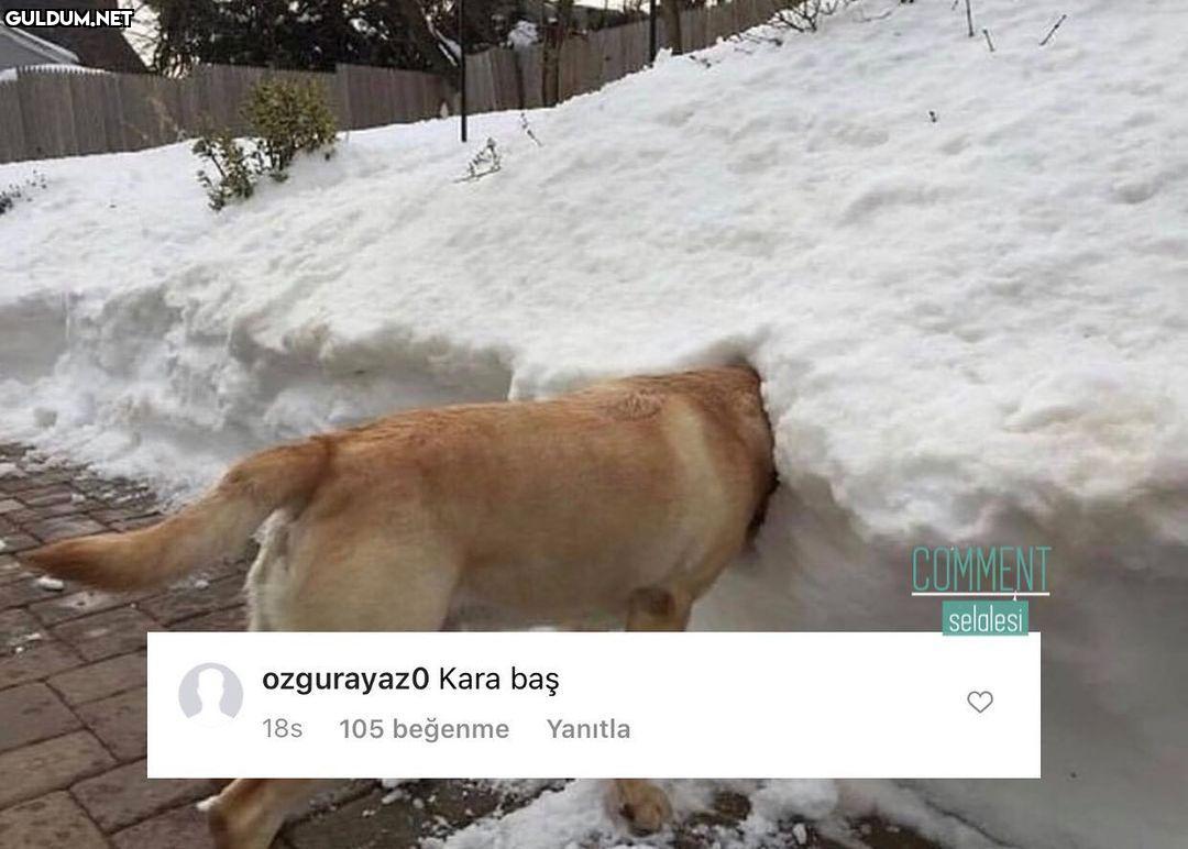 comment şelalesi 73737 ...