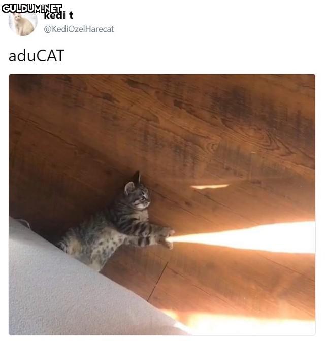 kedi t @KediOzelHarecat...