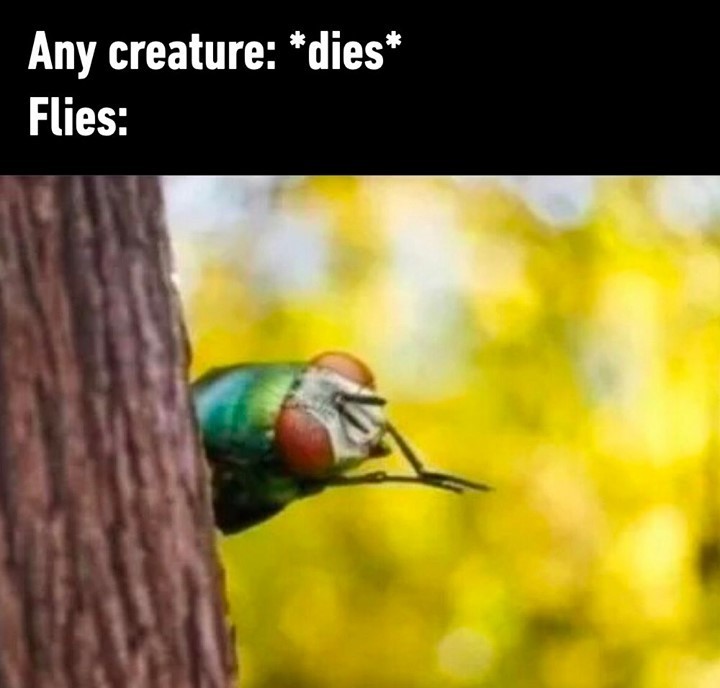 Yea food!⠀
#flies #memes...