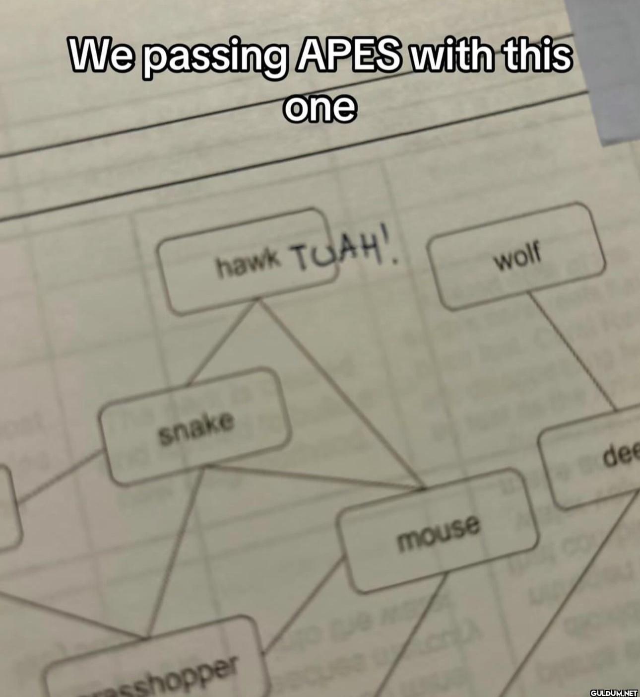 We passing APES with this...