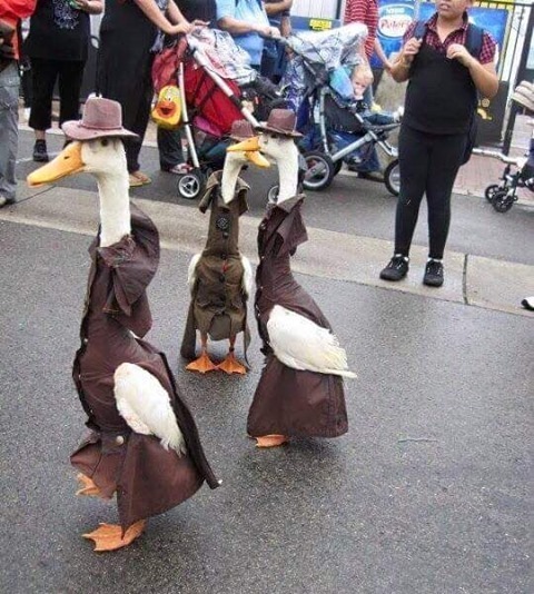 Ducktectives⠀
#duck #quack...