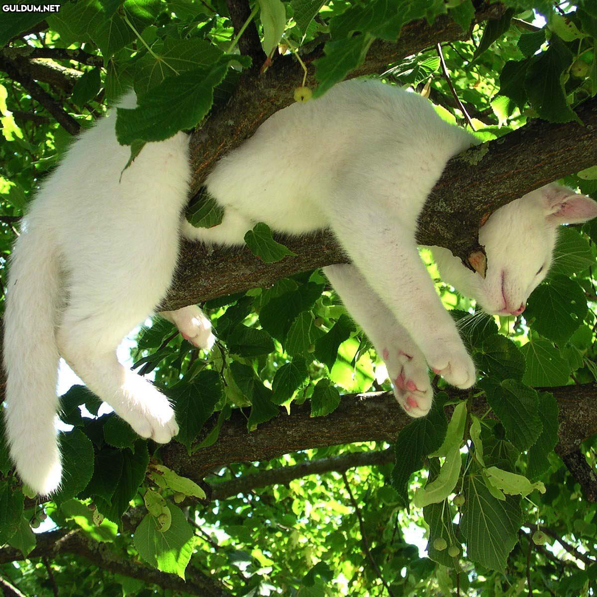 RT @planetdoga: Kedi açan...