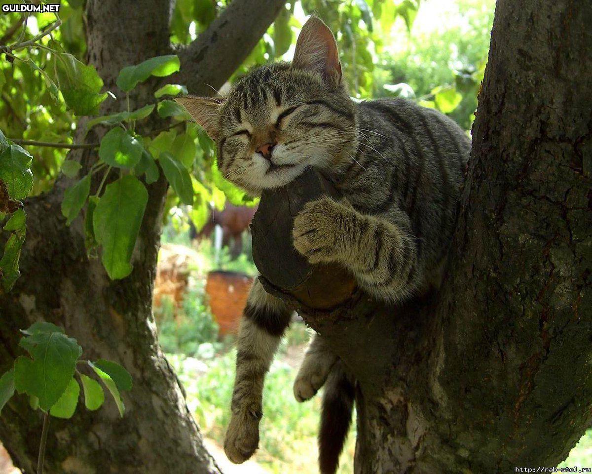 RT @planetdoga: Kedi açan...