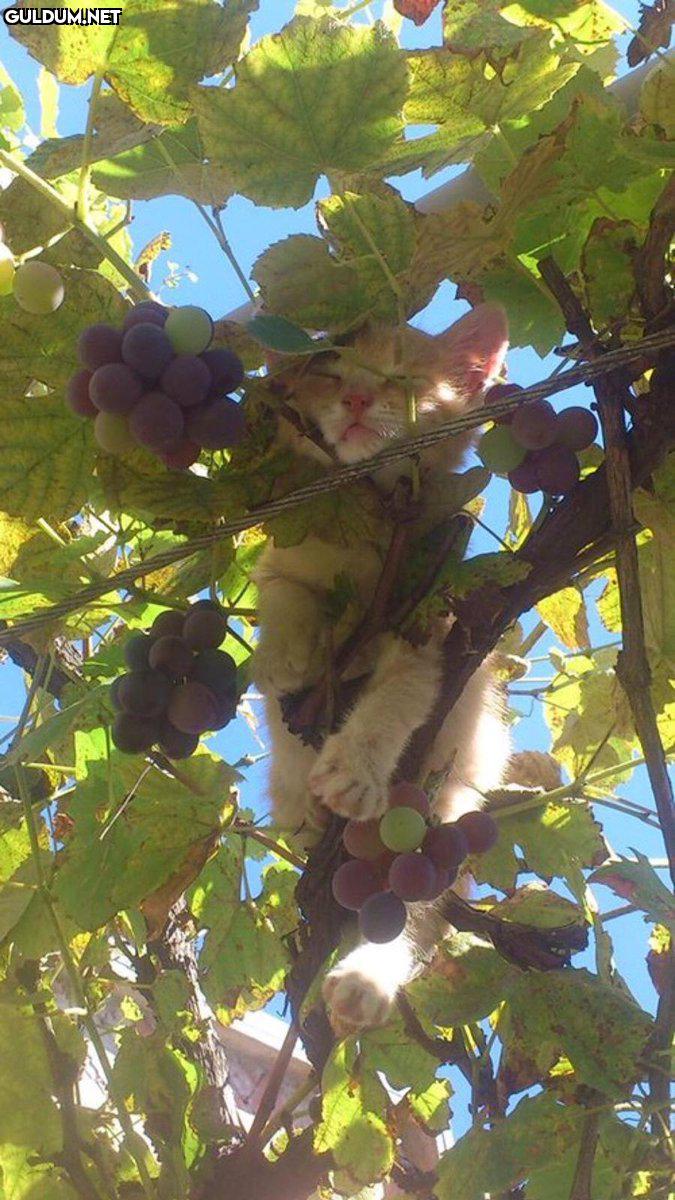 RT @planetdoga: Kedi açan...