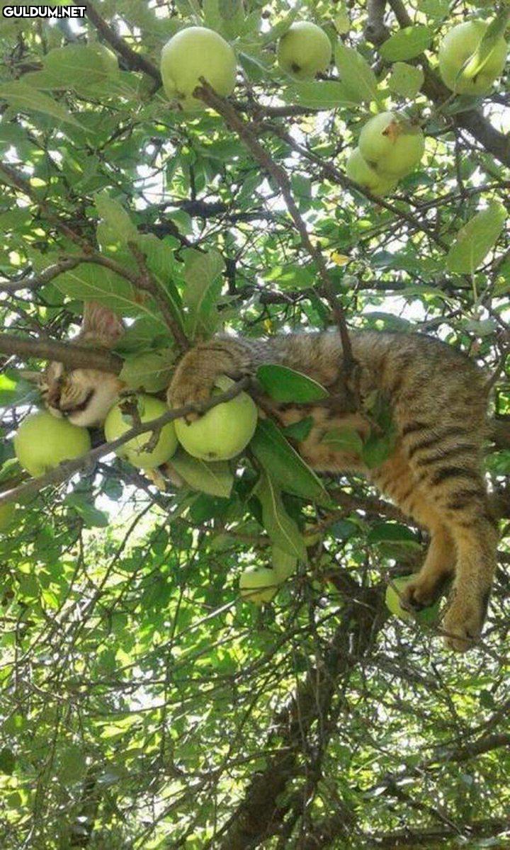 RT @planetdoga: Kedi açan...