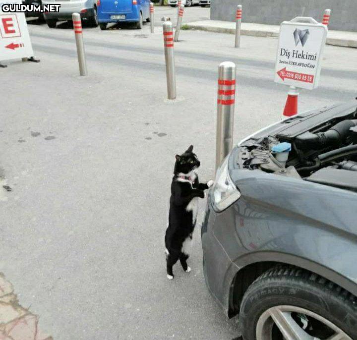 RT @kediolmamali: +Ustam...