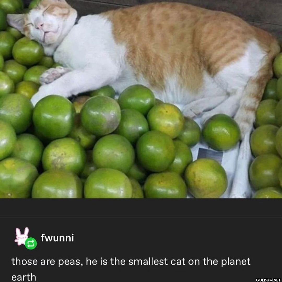 fwunni those are peas, he...