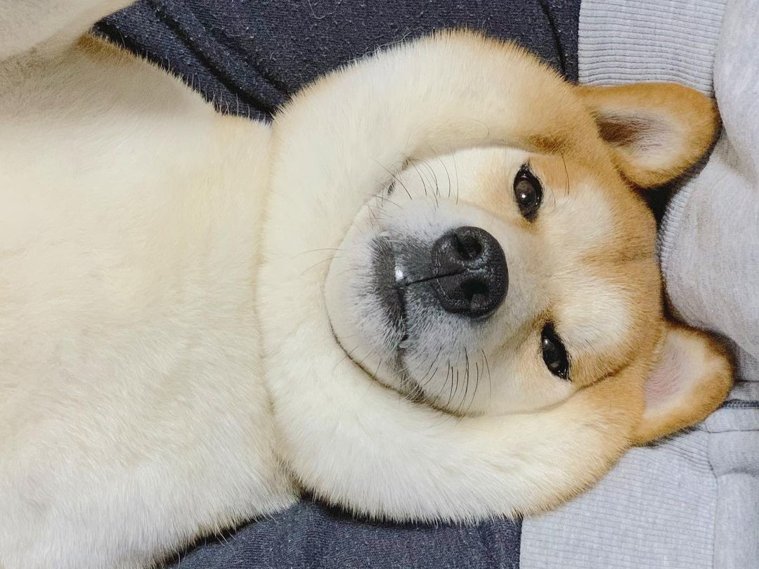 Don’t you wish your doggo...