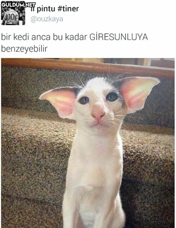 il pintu #tiner @ouzkaya...