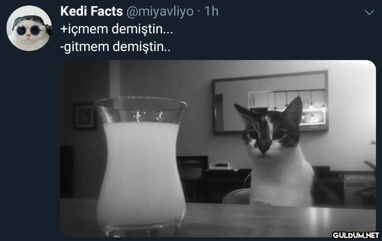 Kedi Facts @miyavliyo · 1h...