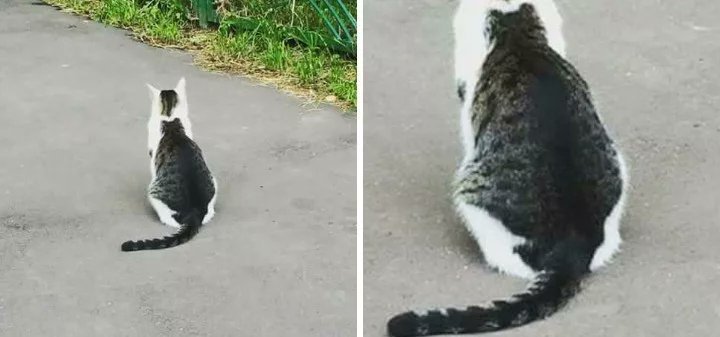 Kedinin sırtında kedi...