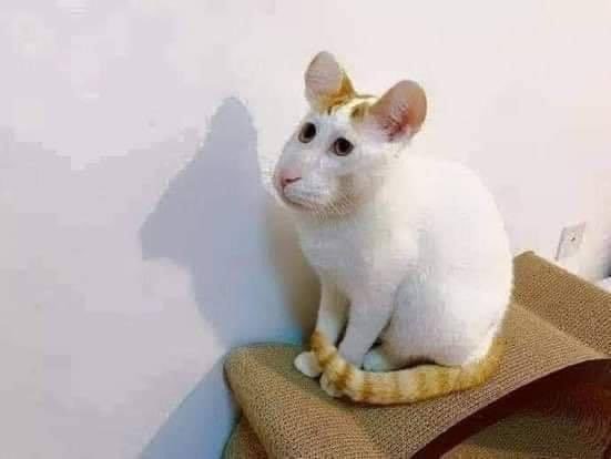 Kaynak