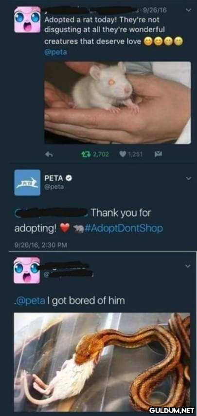 9/26/16 Adopted a rat...