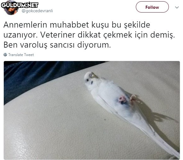 gökçe Follow...