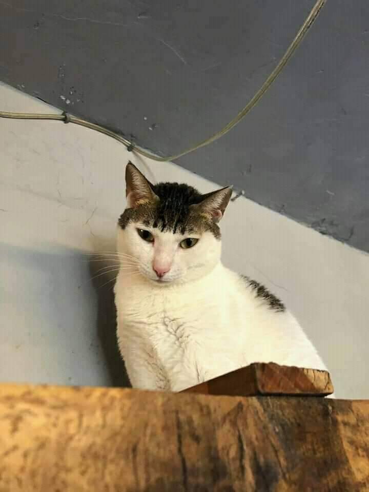 Kaynak