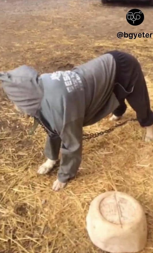 Sokak köpeklerine kıyafet...