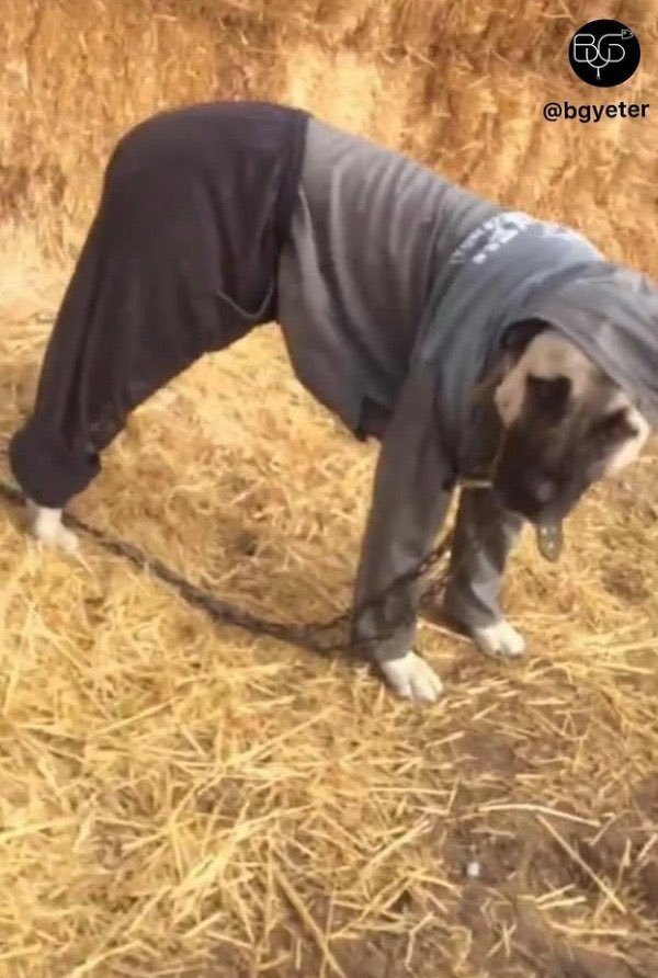 Sokak köpeklerine kıyafet...