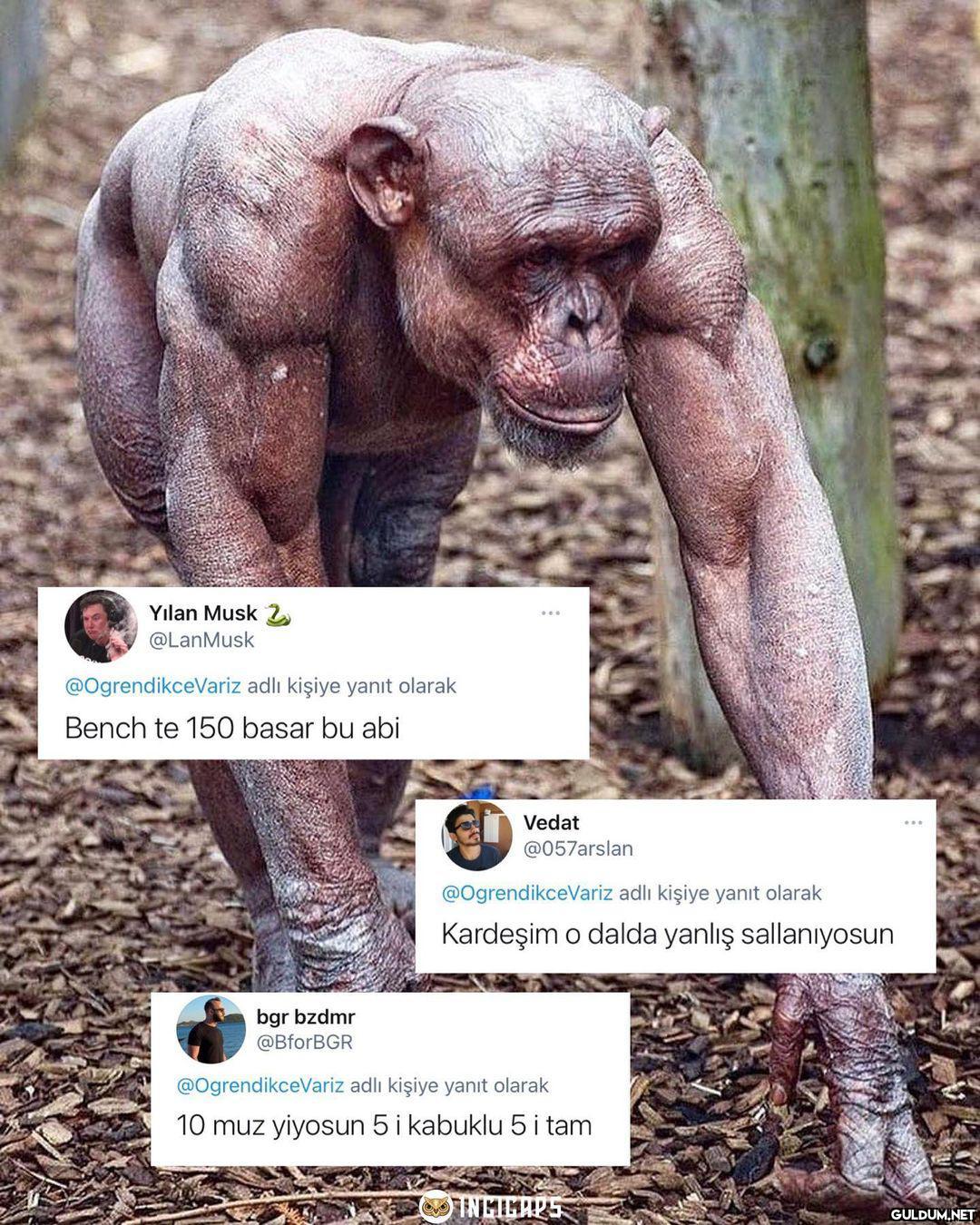 Muzla mı yaptın hocam ...