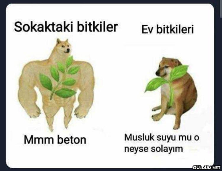 Sad but true  Sokaktaki...