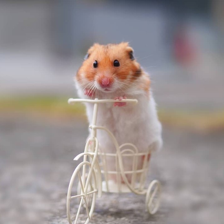 Beep Beep! Coming...