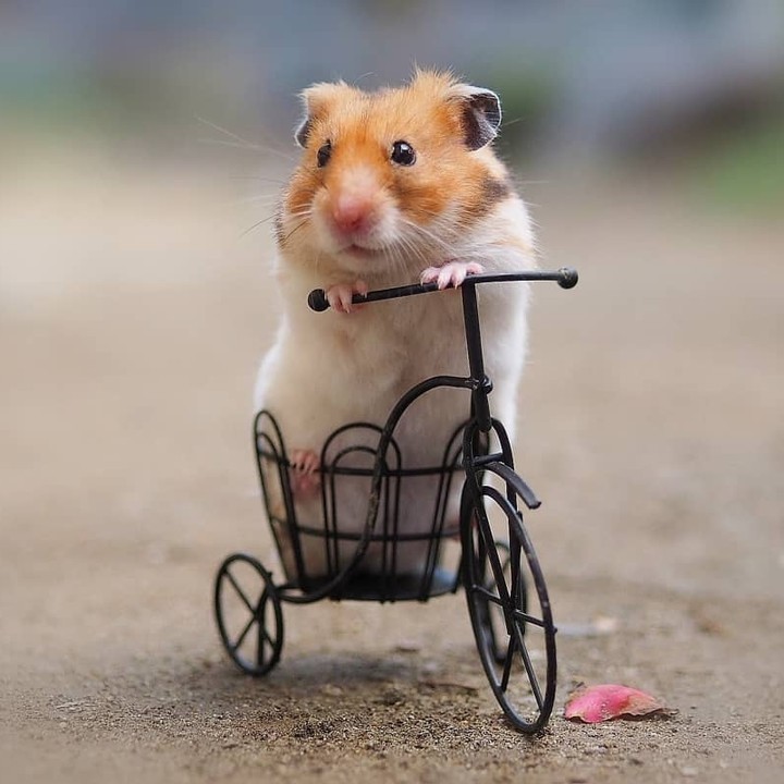 Beep Beep! Coming...