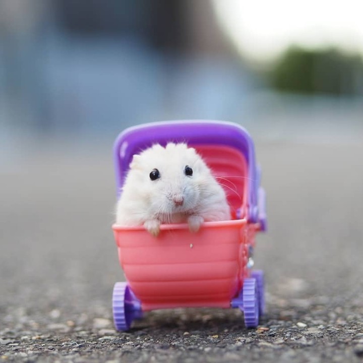 Beep Beep! Coming...