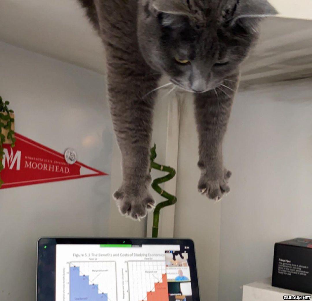 kedi t @KediOzelHarecat...