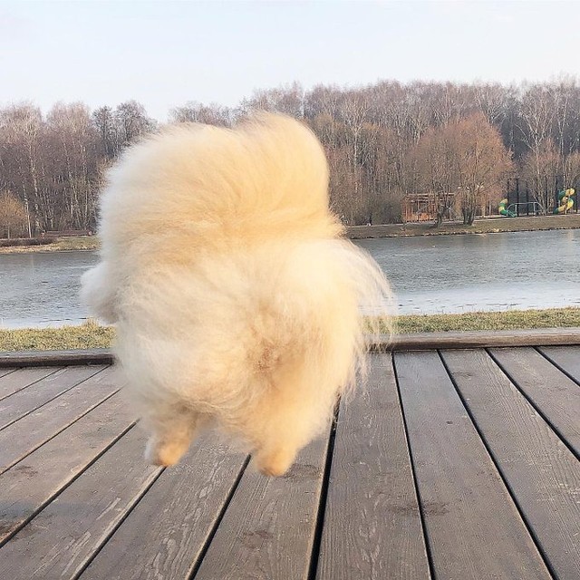 Majestic fluff
📸...