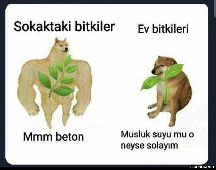 mmm beton  Sokaktaki...