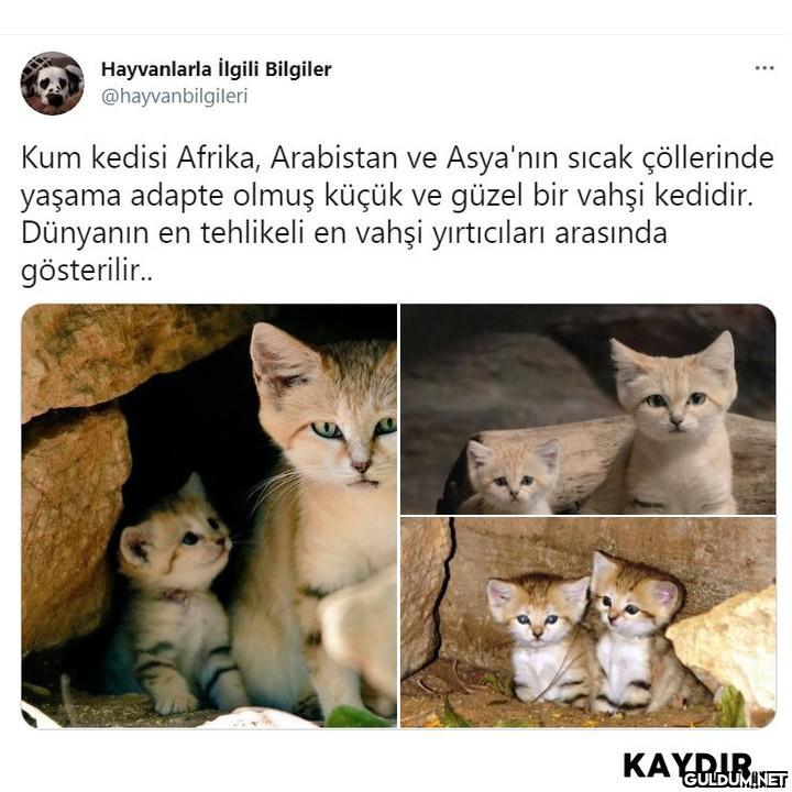 Vahşiliğinizi yerim sizin...