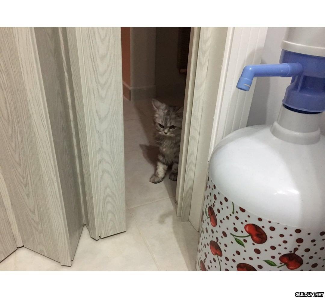 kedi t @KediOzelHarecat...