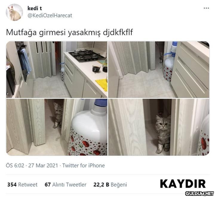 kedi t @KediOzelHarecat...