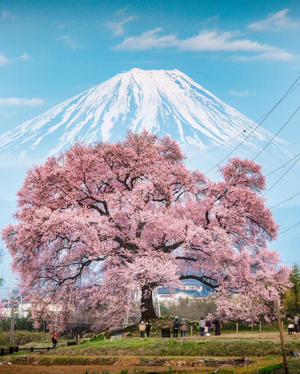 🌸Japonya'da kiraz çiçeği...