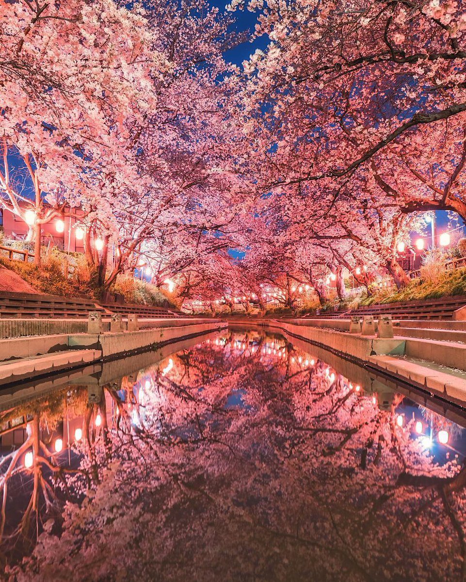 🌸Japonya'da kiraz çiçeği...