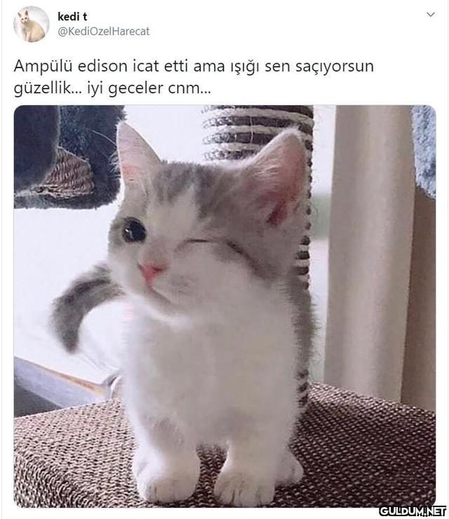 İyi geceler 😉😉  kedi t...
