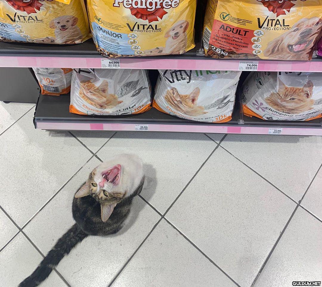 son görselde ağzına bakın...