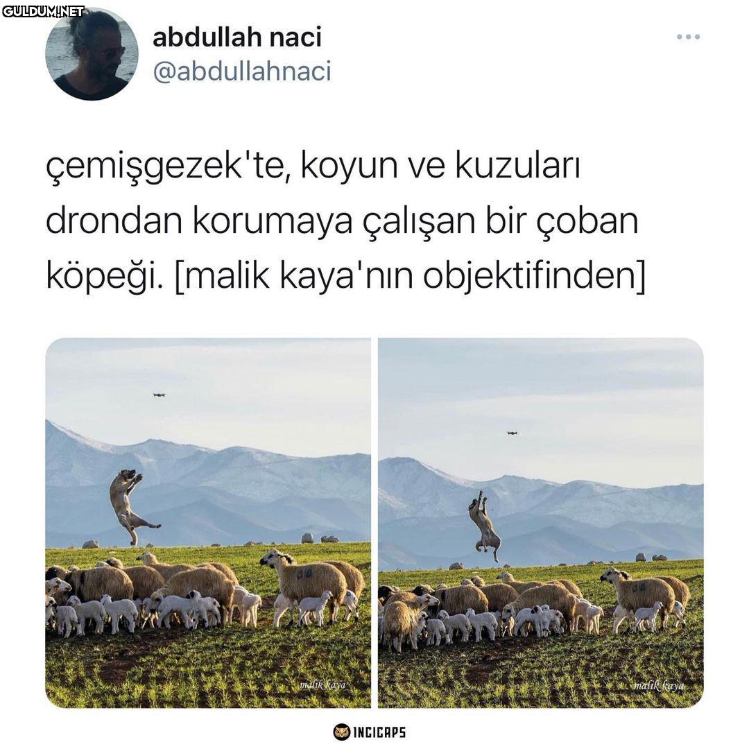 Kangallar uçuyor.....