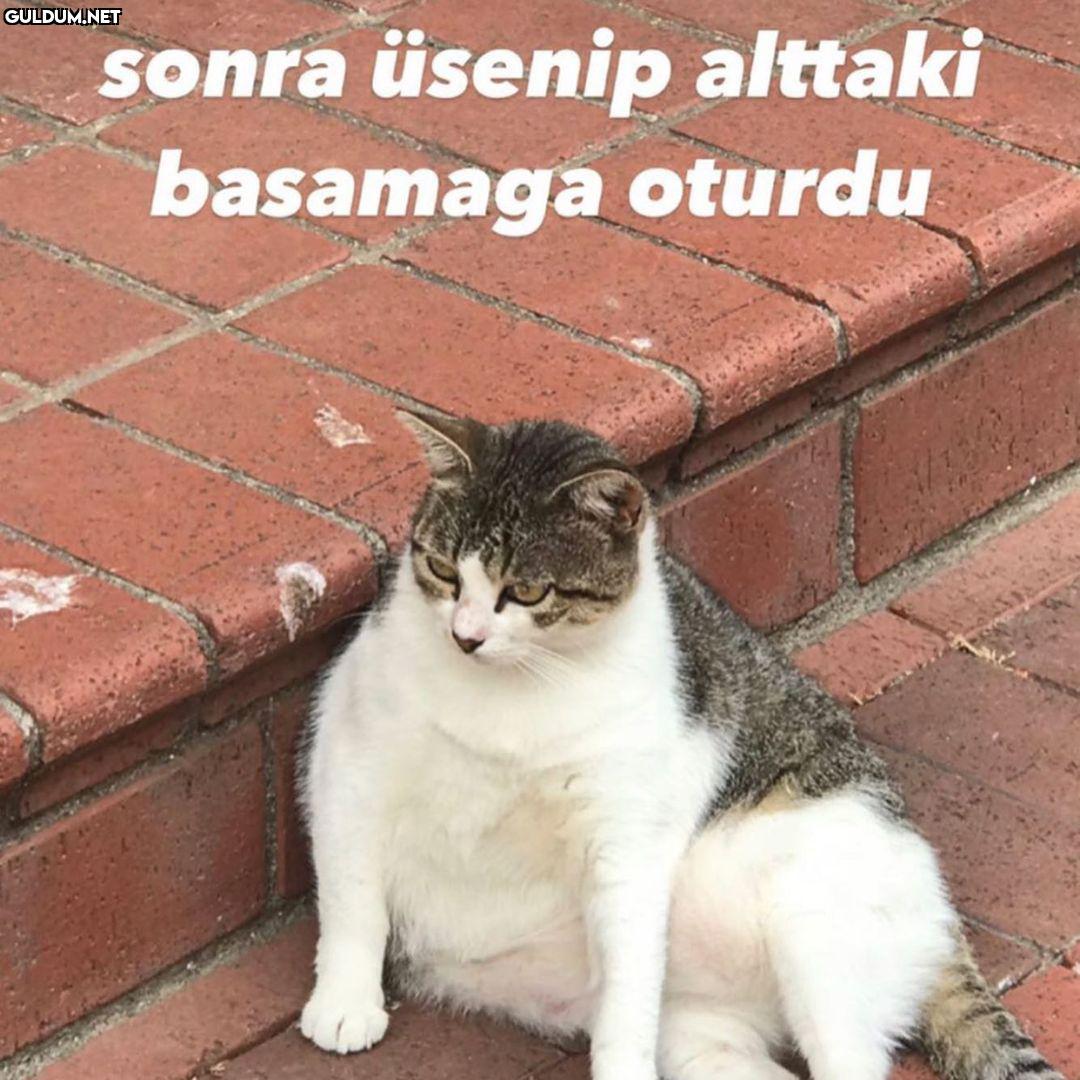 Şişko kedinin sürpriz...