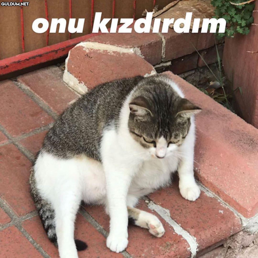 Şişko kedinin sürpriz...