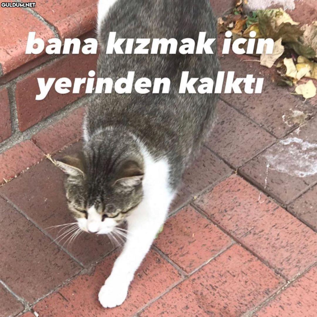 Şişko kedinin sürpriz...