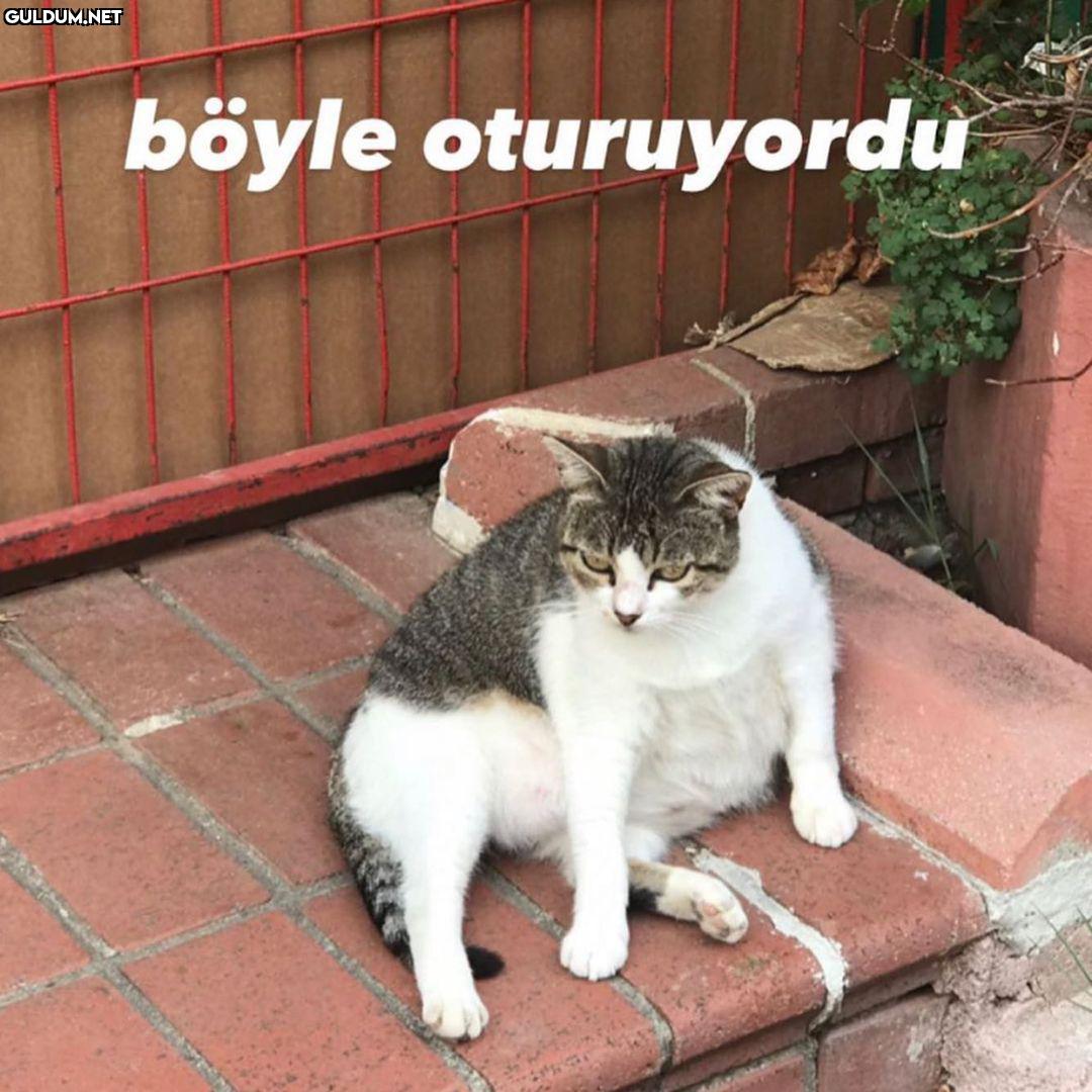 Şişko kedinin sürpriz...