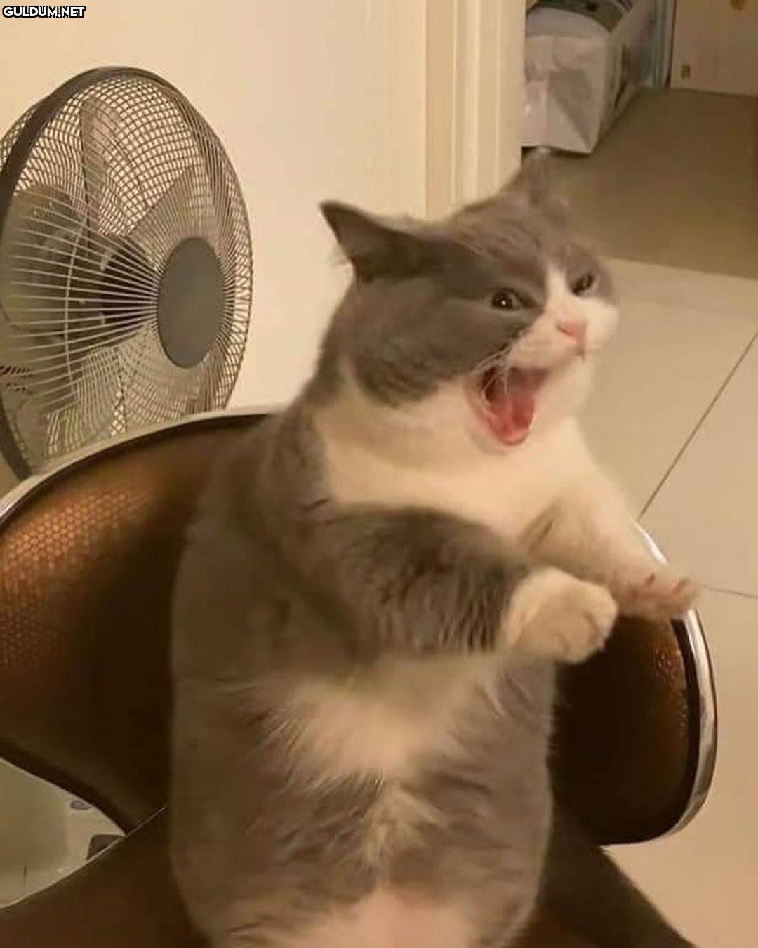 biraz current mood  Kaynak